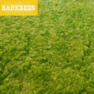 spinach bayam raw food pureeveg (copy) spinach bayam raw food pureeveg (copy)